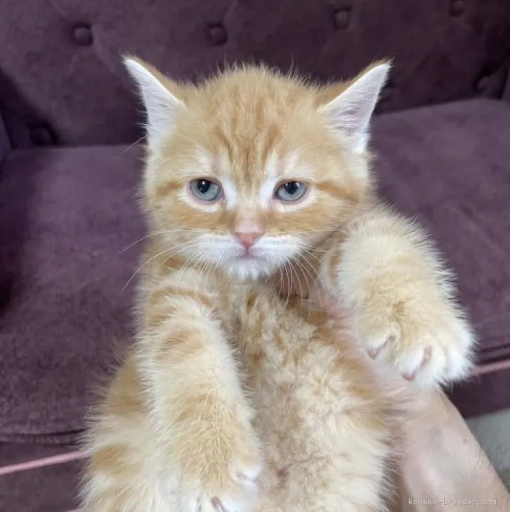 ID：2305-02240の子猫