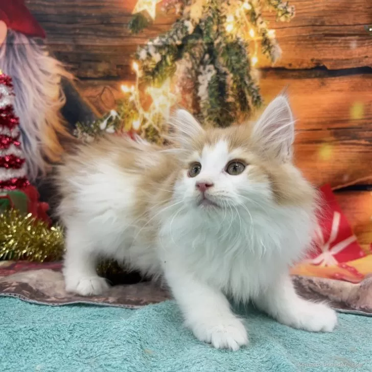 ID：2412-00057の子猫