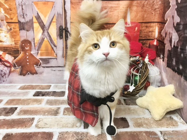 ノルウェージャンフォレストキャット【・男の子・2022年6月10日・レッドタビーホワイト】