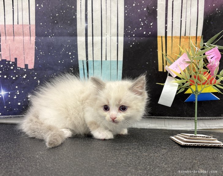 ラグドール【・男の子・2024年9月16日・ブルーポイントバイカラー】