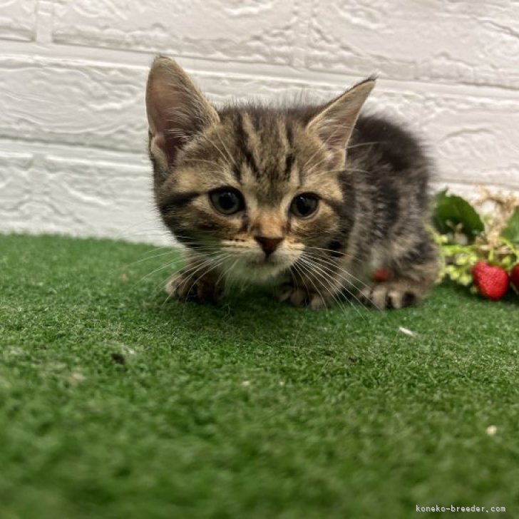 ちゃっぴん 様のお迎えした子猫