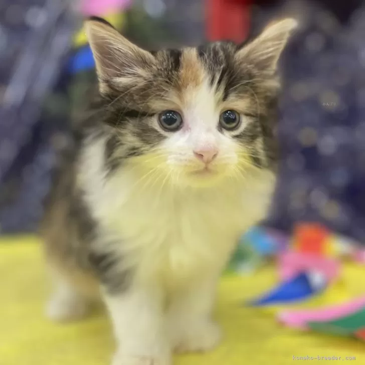 ID:2407-00868の子猫