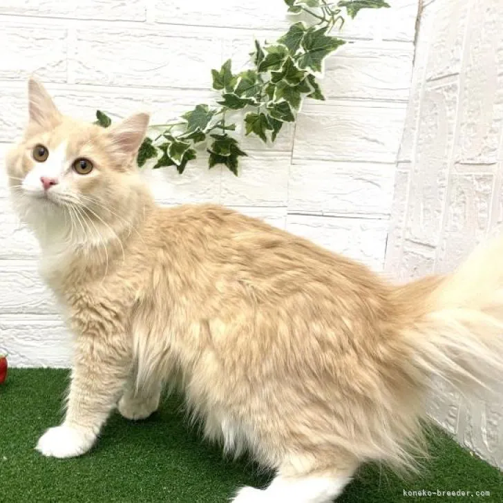 ID:2210-01290の子猫