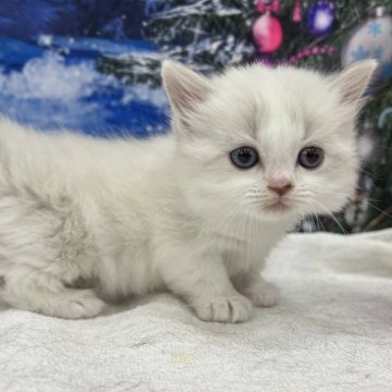 マンチカン【宮城県・男の子・2023年11月12日・ブルーポイントバイカラー】の写真「珍しいカラーの子です✨」