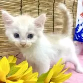 ノルウェージャンフォレストキャット【宮城県・男の子・2024年6月30日・クリームタビーホワイト】の写真1「元気いっぱいな男の子です🐈✨」