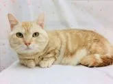 マンチカン(短足)【宮城県・女の子・2023年3月26日・シルバーパッチドタビー】の写真3「パパのにあなごくんです！」