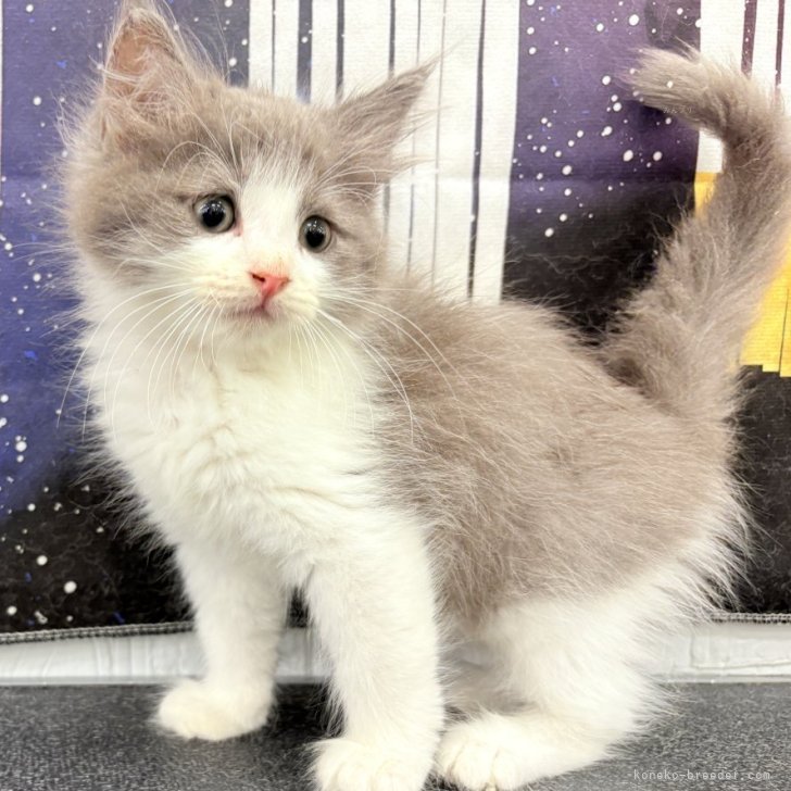 小さめ！猫目ルチルたん！かわいい！ 小さめ！猫目ルチルたん！かわいい！ 小さめ！猫目ルチルたん