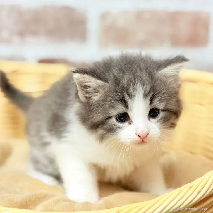 ID：2505-00428の子猫