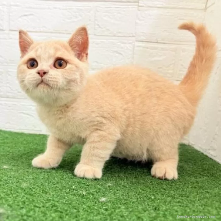 ID:2506-01045の子猫