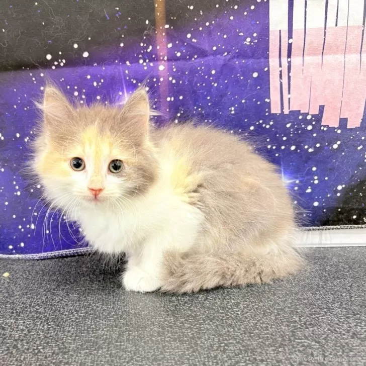 ID：2507-00308の子猫