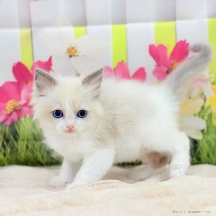 ID:2505-00429の子猫