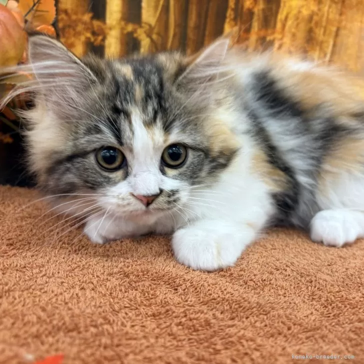 Y.K 様のお迎えした子猫