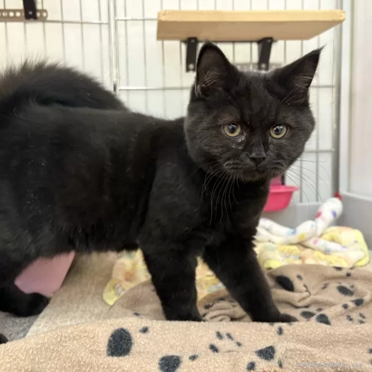 ID：2501-02277の子猫