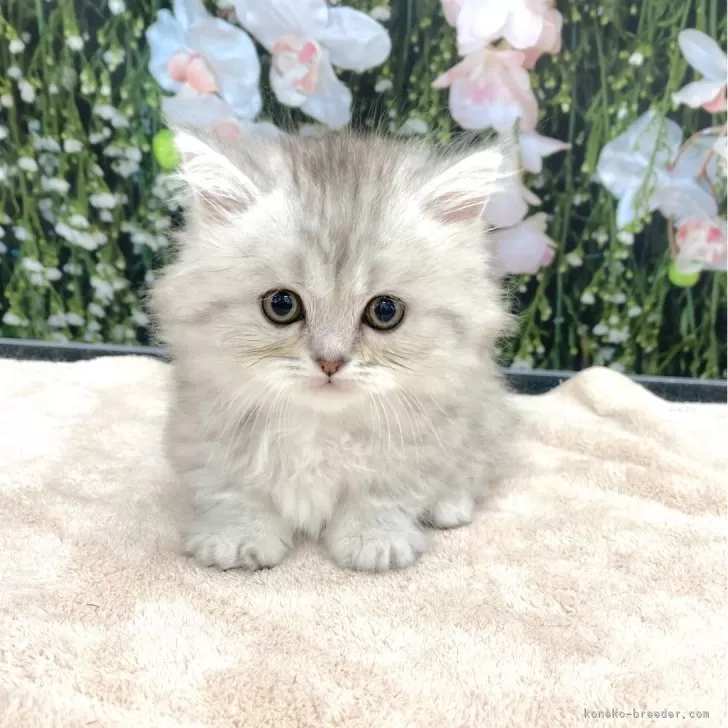 ID：2605-03416の子猫