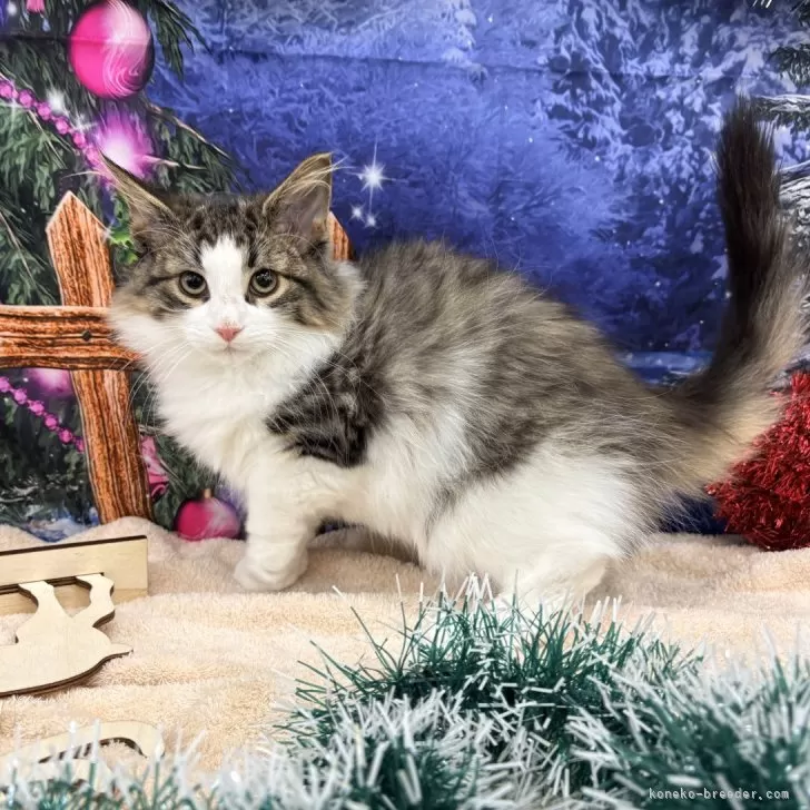 ノルウェージャンフォレストキャット【宮城県・男の子・2025年9月10日・ブラウンタビーホワイト】の写真1