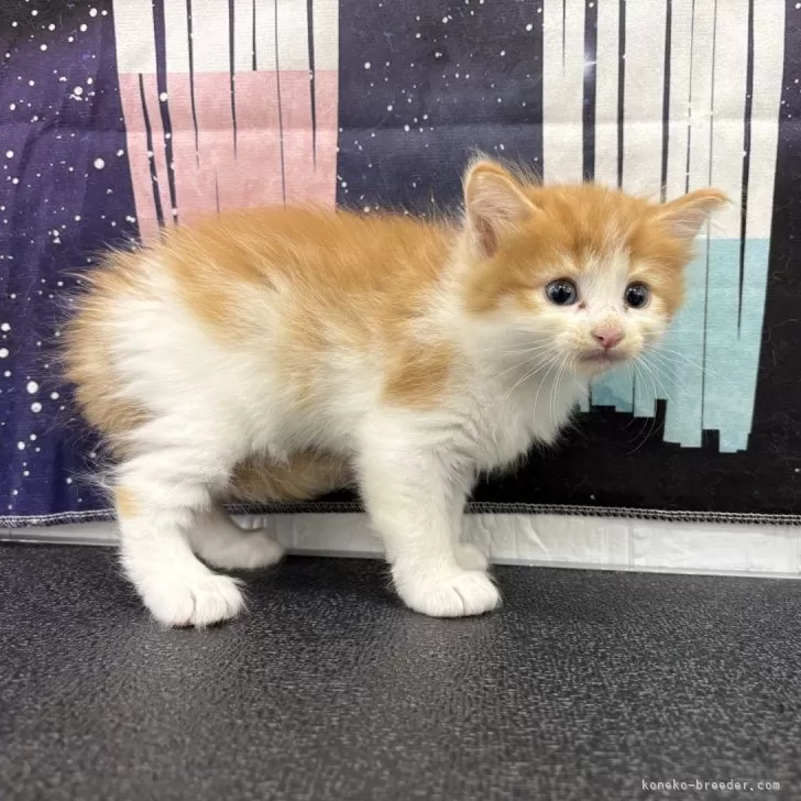 ID:2507-02375の子猫