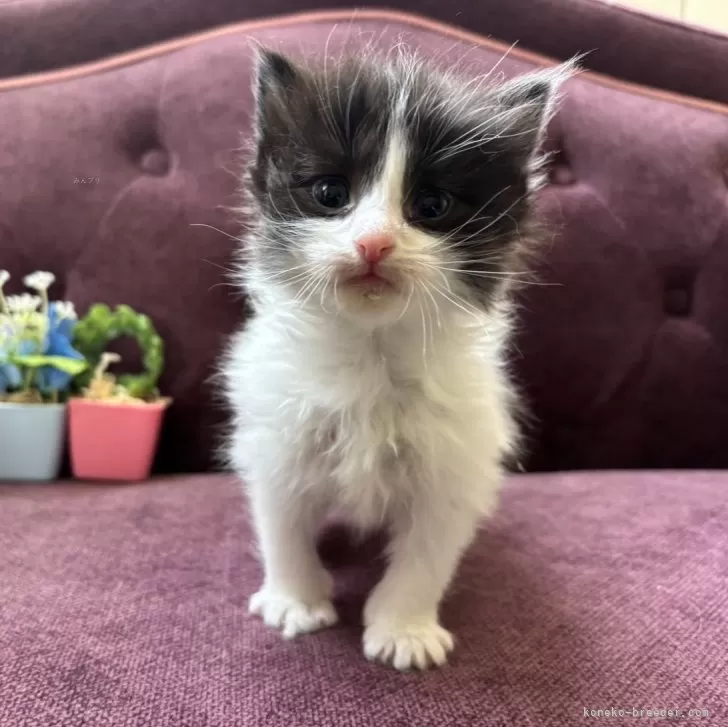 ID：2503-01209の子猫