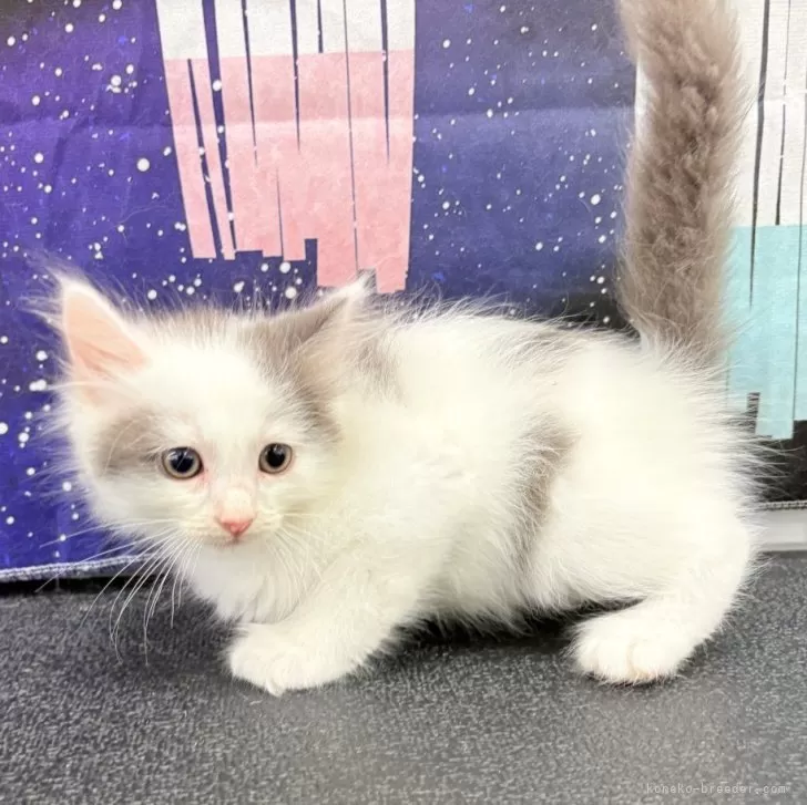 筍飛行機 様のお迎えした子猫