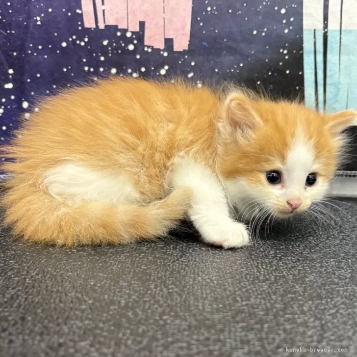 ID：2507-02373の子猫