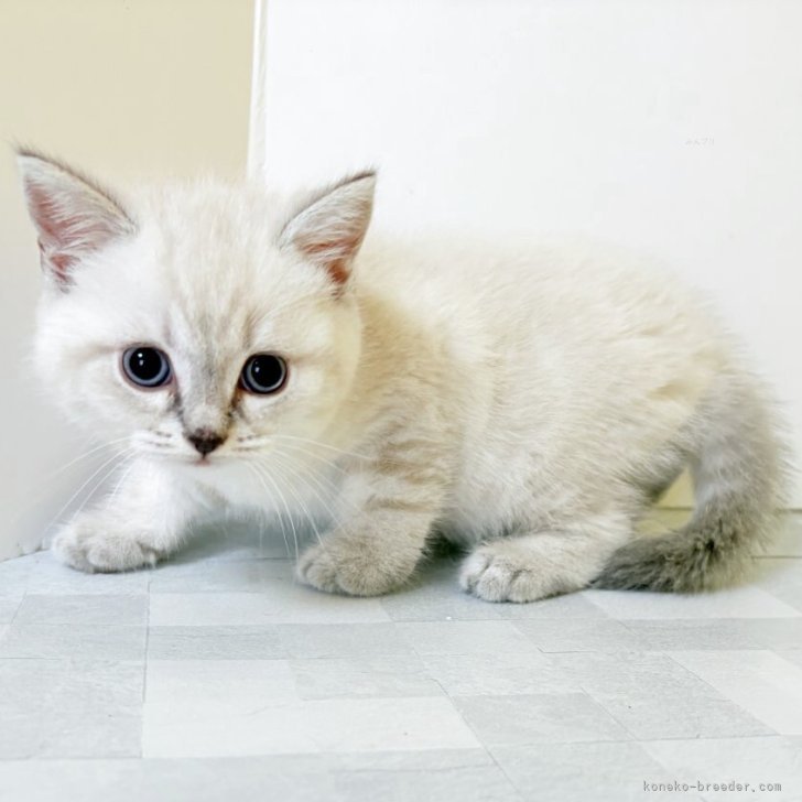 【~7/1 ねこ】 519qvEoKrYL._AC_SY200_QL15_.jpg