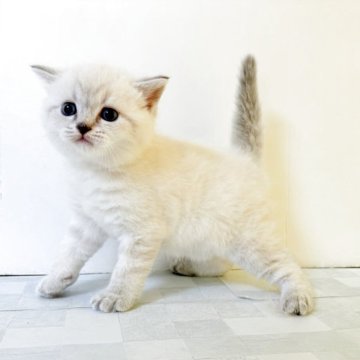 マンチカン(長足)【宮城県・男の子・2025年7月3日・ブルーポイント(仮)】の写真「ムチムチ可愛い男の子😸」