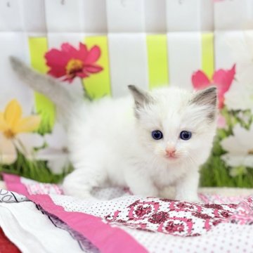 ラグドール【宮城県・男の子・2025年3月6日・ブルーポイントバイカラー】の写真「可愛い男の子です🐈✨」