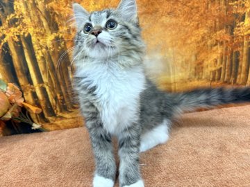 マンチカン(長足)【宮城県・男の子・2025年8月15日・ブラウンタビーホワイト】の写真「わんぱくな男の子🐱」