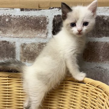 ラグドール【宮城県・女の子・2025年1月29日・トーティポイントバイカラー】の写真「可愛い女の子です🐈✨」
