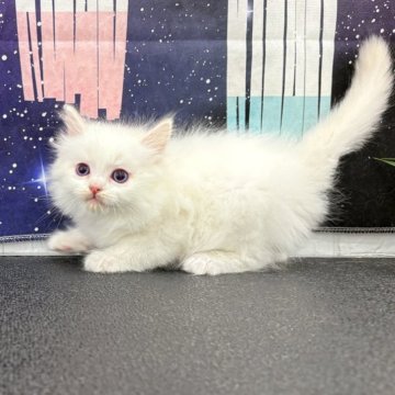 ラグドール【宮城県・男の子・2025年6月11日・クリームポイント】の写真「可愛い男の子🐈」