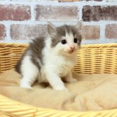 ノルウェージャンフォレストキャット