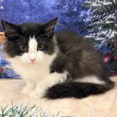 ノルウェージャンフォレストキャット