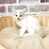 ノルウェージャンフォレストキャット
