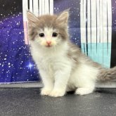 ノルウェージャンフォレストキャット