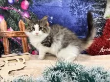 ノルウェージャンフォレストキャット【宮城県・男の子・2025年9月10日・ブラウンタビーホワイト】の写真2