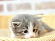 ノルウェージャンフォレストキャット【宮城県・男の子・2025年3月30日・ブルータビーホワイト】の写真2「４月２７日時点で５０９g✨」