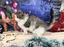 ノルウェージャンフォレストキャット【宮城県・男の子・2025年9月10日・ブラウンタビーホワイト】の写真3