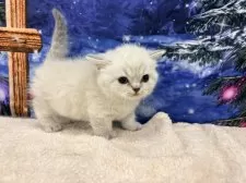 マンチカン(短足)【宮城県・女の子・2025年11月13日・ブルーリンクスポイント】の写真3