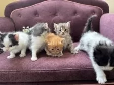 メインクーン【宮城県・男の子・2025年2月13日・ブルータビー】の写真2「５匹兄弟です🐈✨」