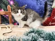 ノルウェージャンフォレストキャット【宮城県・男の子・2025年9月10日・ブラウンタビーホワイト】の写真4