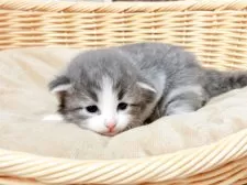 ノルウェージャンフォレストキャット【宮城県・男の子・2025年3月30日・ブルータビーホワイト】の写真3「４月２０日時点で４４４g✨」