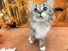 マンチカン(長足)【宮城県・男の子・2025年8月15日・ブラウンタビーホワイト】の写真5