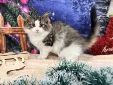 ノルウェージャンフォレストキャット【宮城県・男の子・2025年9月10日・ブラウンタビーホワイト】の写真5