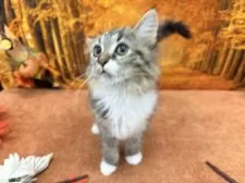 マンチカン(長足)【宮城県・男の子・2025年8月15日・ブラウンタビーホワイト】の写真6