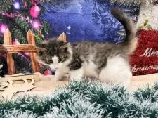 ノルウェージャンフォレストキャット【宮城県・男の子・2025年9月10日・ブラウンタビーホワイト】の写真6