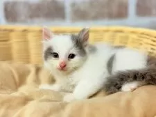 ノルウェージャン×ラグドール【宮城県・男の子・2025年6月5日・ブルーホワイト系】の写真2「生後６週体重698g」