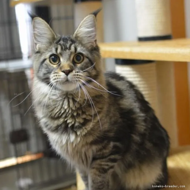 ID：2306-00666の子猫