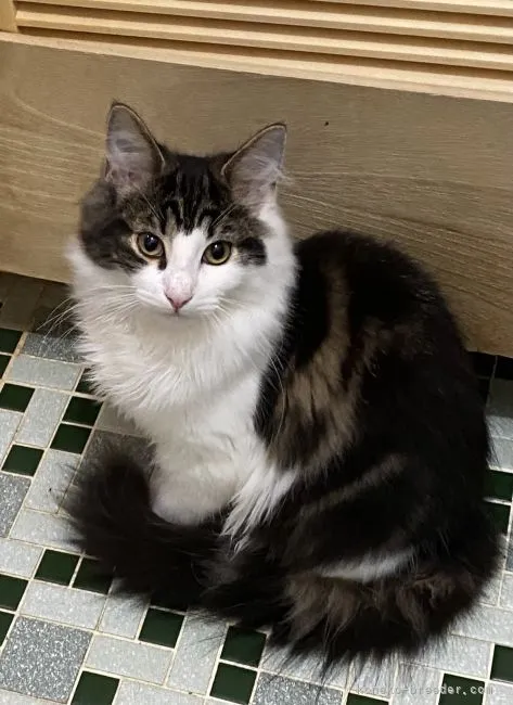 ID:2112-00989の子猫