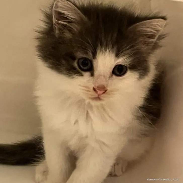 ID:2304-00053の子猫