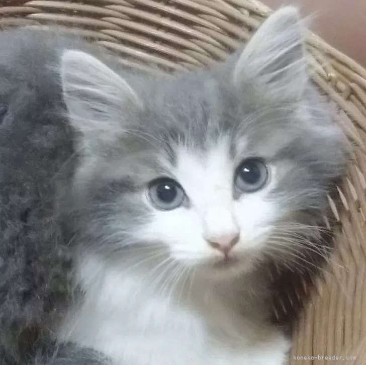 ID:2408-02614の子猫
