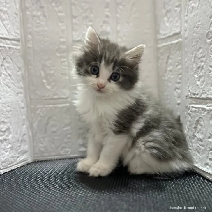 ID：2303-01845の子猫